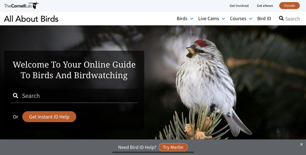 All About Birds