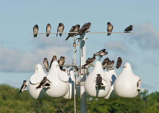 Photo: Purple Martin conservation Association